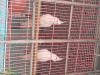 Albino cockatiel red eyes 1 pair
